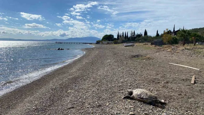 Çanakkale'de sahile ölü caretta carettalar vurdu