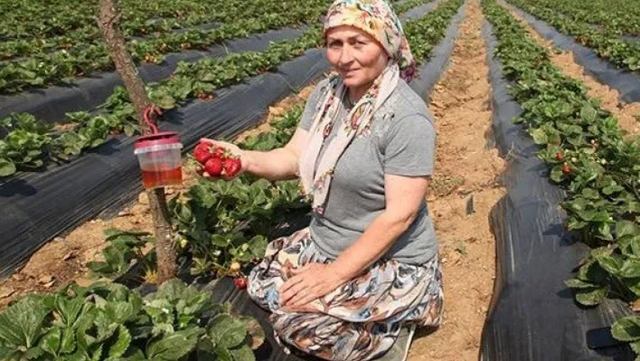 Çanakkale'de sirke sineği zararlısıyla tuzakla mücadele