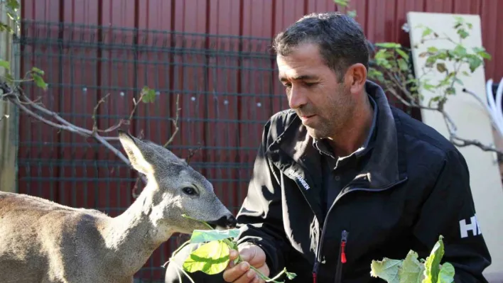 Çanakkale'de yangından kaçan karaca köyün maskotu oldu