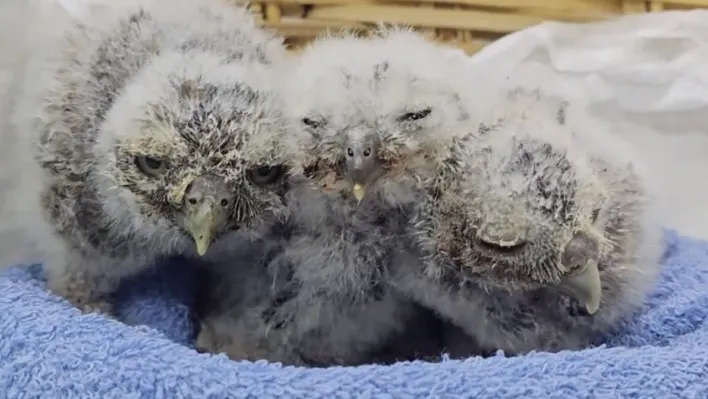 Çanakkale'de yuvalarını kaybeden yavru kukumavlar koruma altına alındı