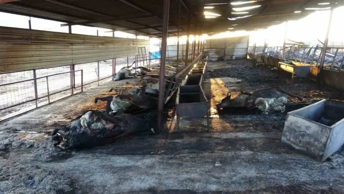 Çanakkale'deki orman yangınlarında çiftlik yandı, 13 büyükbaş ve 10 küçükbaş hayvanı telef oldu