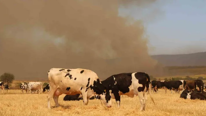 Çanakkale'deki yangında köylüler hayvanlarını korumak için tarlalarda bekletiyor