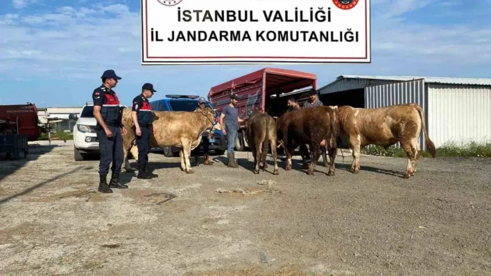 Çatalca'da çalınan kurbanlıklar jandarma ekipleri tarafından bulunarak sahiplerine teslim edildi