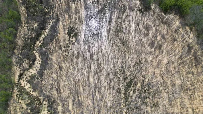 Çatalca'da ormana dökülen atık sular ağaçları kuruttu