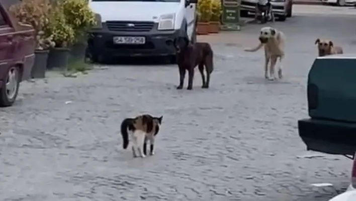 Cesur kedi boyundan büyük 3 köpeğe kafa tutup sokaktan geçirmedi