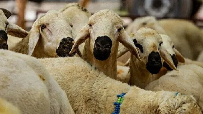 Çevre, Şehircilik ve İklim Değişikliği Bakanlığı, Kurban Bayramı'na ilişkin tedbirler aldı