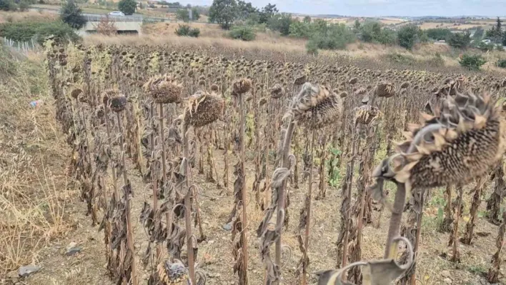 Çiftçi ayçiçeğinden uzaklaşacak