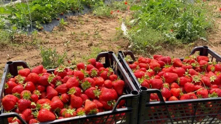 Çilek hasadı ertelendi