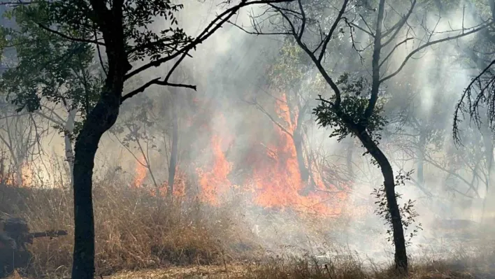 Çorlu'da ormanlık alanda korkutan yangın