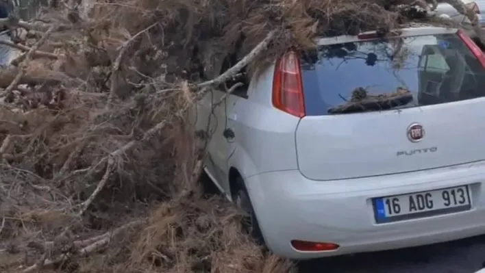 Çürük ağaç otomobilin üzerine devrildi