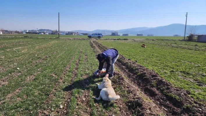 Deprem bölgesinde sokak hayvanları da unutulmadı