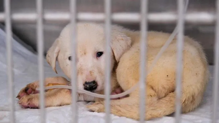 Deprem bölgesindeki can dostlar Didim Belediyesi'ne emanet