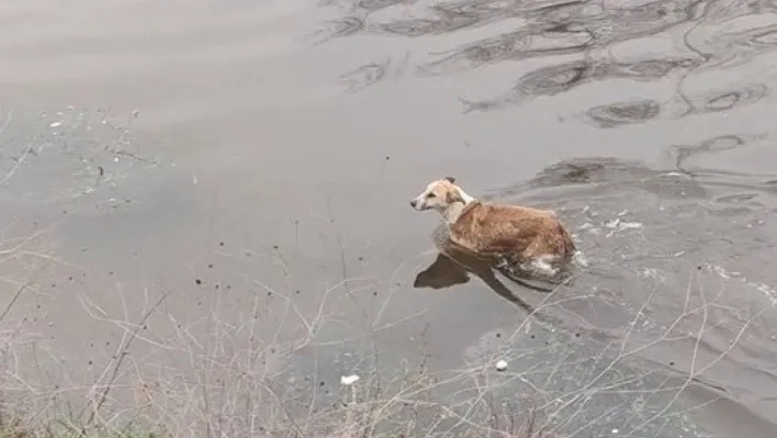 Dereye düşen köpeği itfaiye ekipleri son anda kurtardı