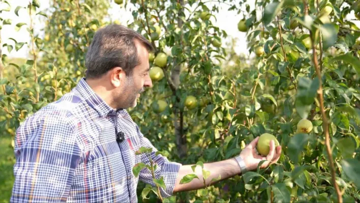 Deveci armudu hasadı başladı