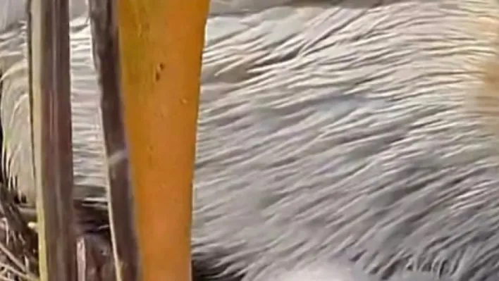 DKMP: 'Türkiye'nin kuş cenneti Manyas'ta, tepeli pelikanların yuvalarında hayat yeniden başlıyor'