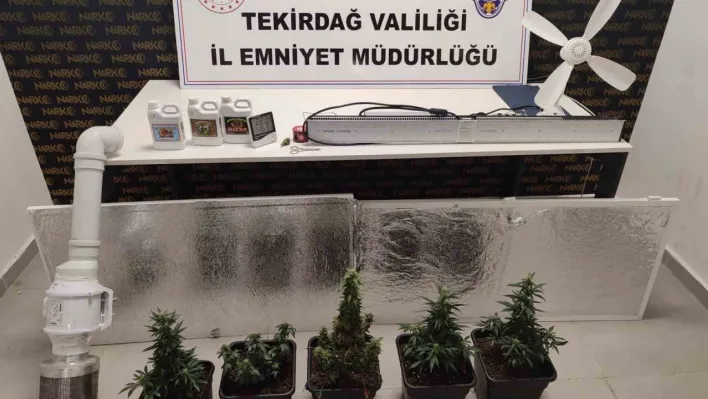 Dolaptan kenevir serası çıktı