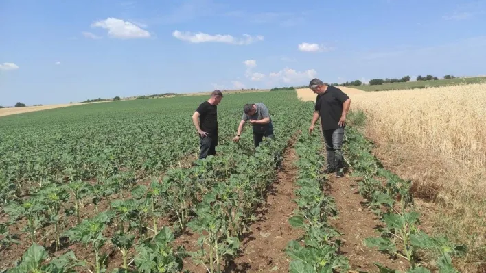 Dolu yağışından 11 köyde 16 bin dekar tarım arazisi etkilendi