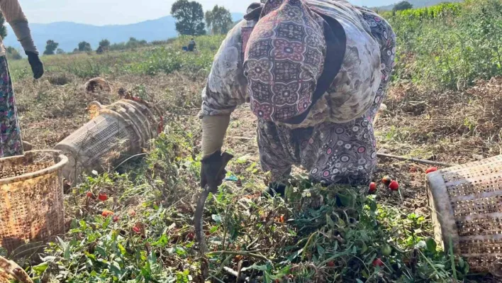 Domates üreticisi düşük fiyatlar nedeniyle dertli