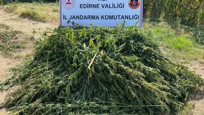 Edirne'de 5 bin 950 kök kenevir yakalandı