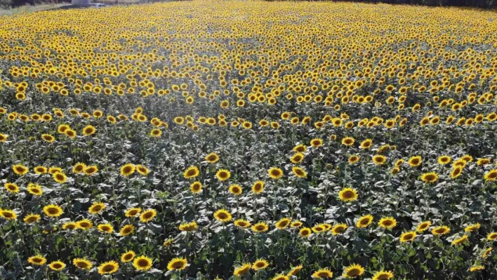 Edirne'de ayçiçeğinde yüksek rekolte bekleniyor