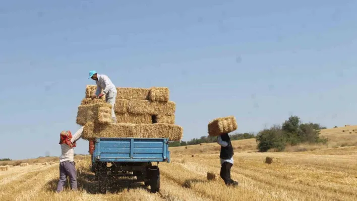 Edirne'de balya işçilerinin kavurucu sıcakta zorlu mesaisi: Günde bin ila bin 500 TL arası kazanıyorlar