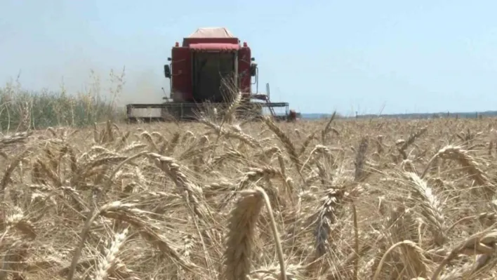 Edirne'de buğday hasadı başladı, ilk hasat yapıldı