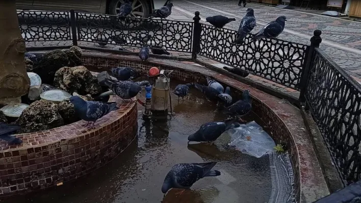 Edirne'de dondurucu soğuk etkili oldu: Süs havuzları buz tuttu