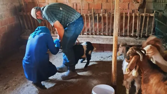Edirne'de küçükbaş hayvanlara brusella aşısı uygulandı