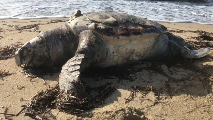 Edirne'de ölü caretta caretta karaya vurdu