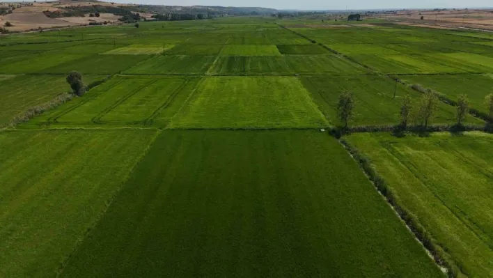 Edirne'de sağanak yağış ekili ürünlere can suyu oldu