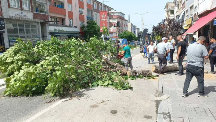 Edirne'de taksinin üstüne devrilen ağaç 2 saat boyunca trafiği kapattı