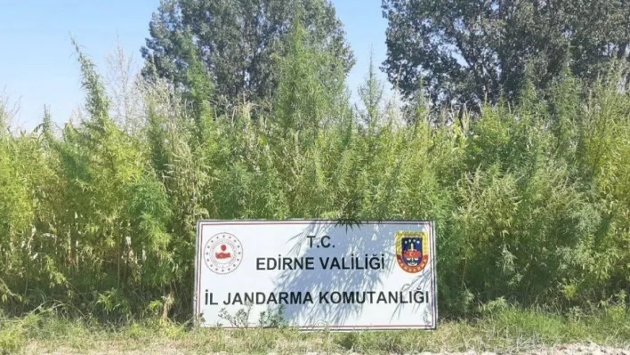 Edirne'de tarlada 159 bin kök kenevir ele geçirildi