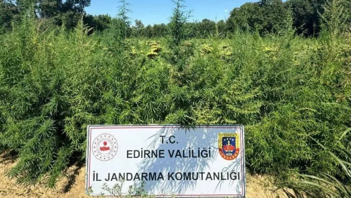 Edirne'de uyuşturucu operasyonu: 49 bin 500 kök kenevir imha edildi