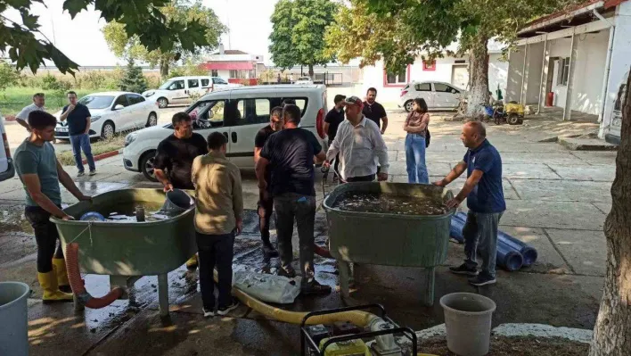 Edirne'de yavru sazan balıklar su ile buluştu