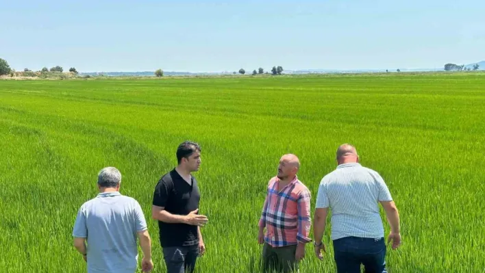 Edirne Ovası yeşile büründü: Çeltikte rekor beklentisi