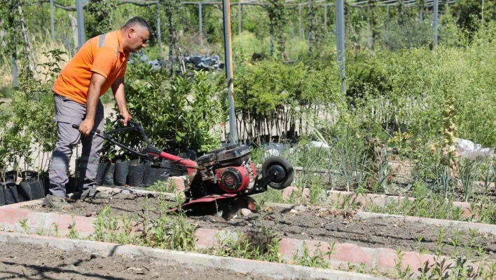 Edremit Belediyesi'nin ata tohumu projesi büyüyor