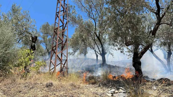 Edremit Güre'de zeytinlik alan yandı