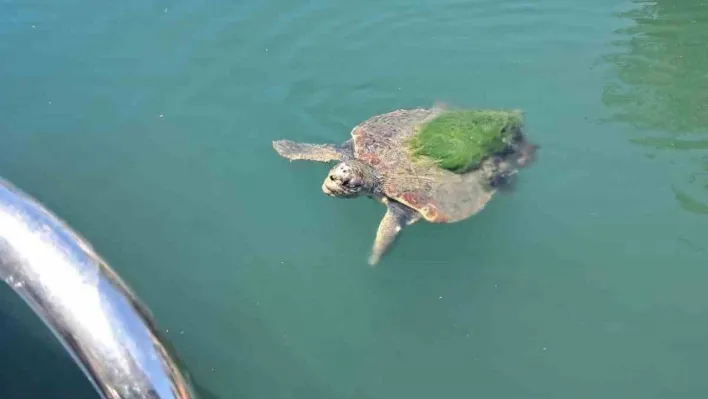 Edremit sahillerinde caretta caretta görüntülendi