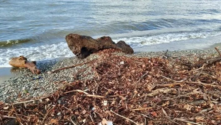 Edremit'te şiddetli lodos, sahili ağaç dalları ve yosunla doldurdu