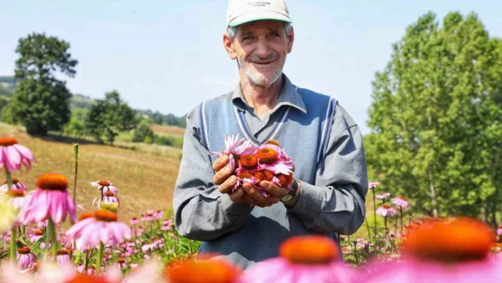 Ekinezya hasat için gün sayıyor