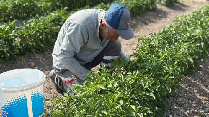 Eko-Çiftlik'te üretilen organik sebzeler ihtiyaç sahiplerine ulaştırılıyor