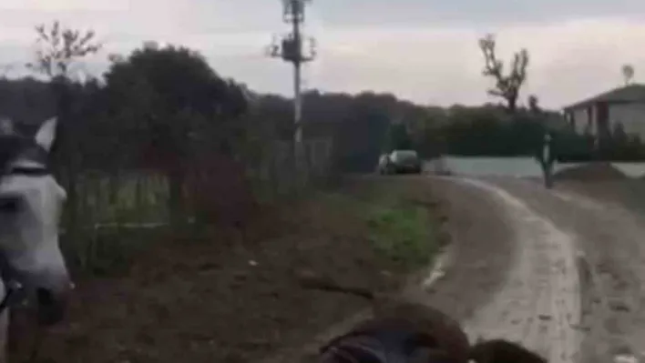 Elektrik akımına kapılan at telef oldu