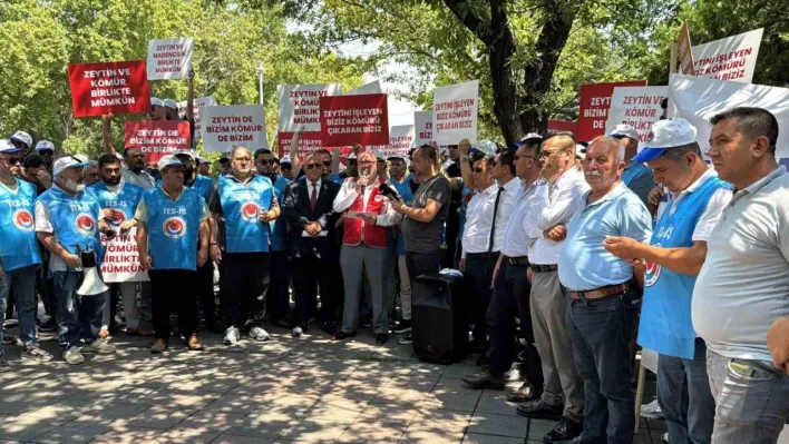 Enerji torba yasasından köylüye müjde çıktı: 'Taşınan zeytin ağacının iki katı kadar yeniden dikilecek'