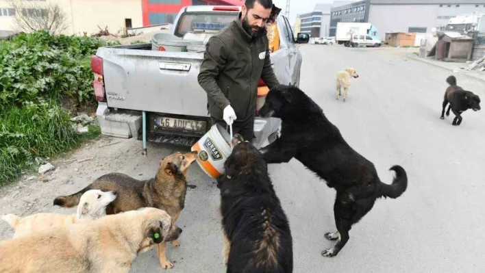 Esenyurt Belediyesi sokak hayvanlarına mama ve su desteğini sürdürüyor