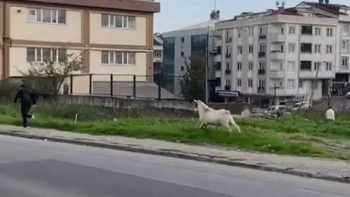 Esenyurt'ta bir keçi öğrencileri böyle kovaladı