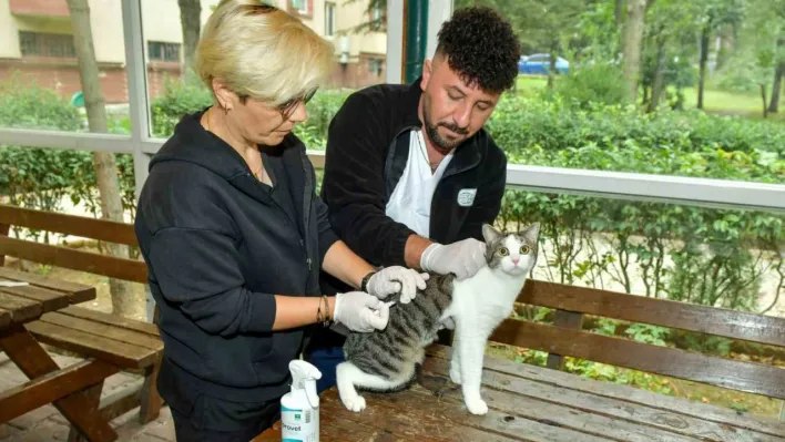 Esenyurt'ta sokak kedilerine parazit uygulaması: Hem hayvan sağlığına hem toplum sağlığına katkı