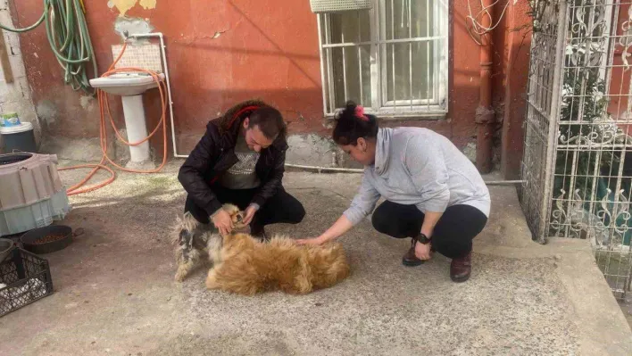 Eyüpsultan'da cins köpeği böyle çaldılar