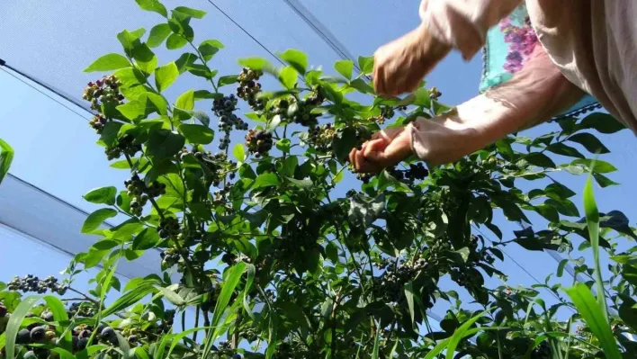 Faydaları saymakla bitmeyen meyve artık İstanbul'da yetişiyor