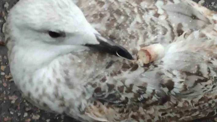 Gagasına ve kanadına kanca takılan martı uzun süre hareketsiz kaldı