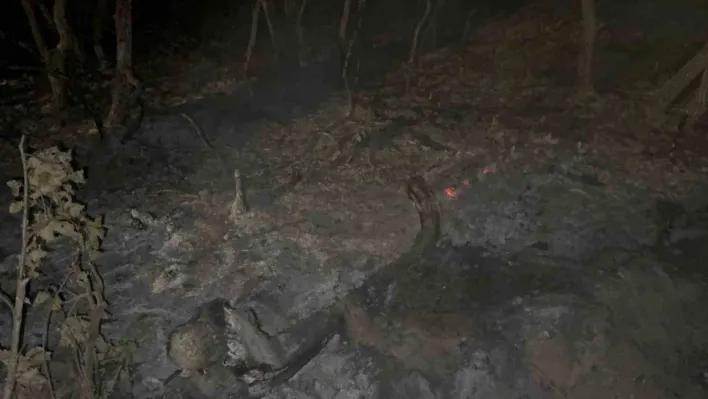 Gebze'de gece yarısı orman yangını: 7 dönüm alan kül oldu